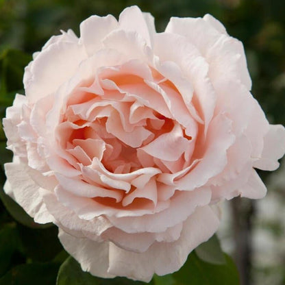 Andre le Notre ® Climbing Roses garden rose bushes potted or bare root plants