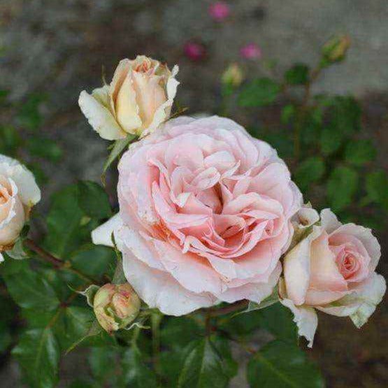 Andre le Notre ® Climbing Roses garden rose bushes potted or bare root plants