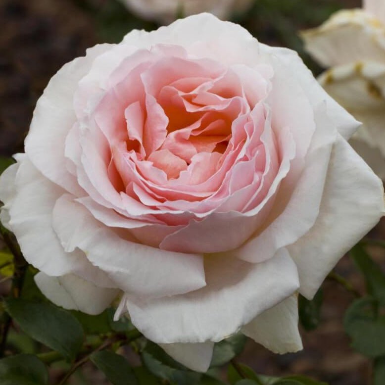 Andre le Notre ® Climbing Roses garden rose bushes potted or bare root plants