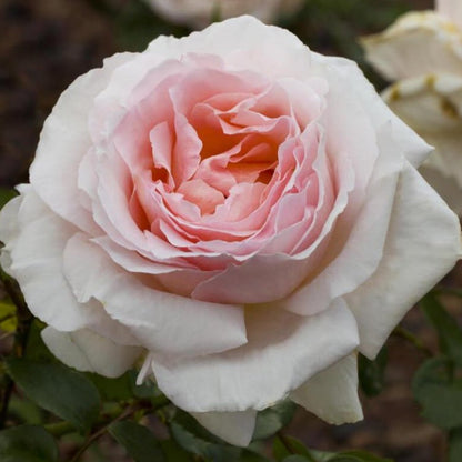 Andre le Notre ® Climbing Roses garden rose bushes potted or bare root plants