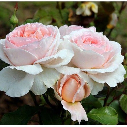 Andre le Notre ® Climbing Roses garden rose bushes potted or bare root plants