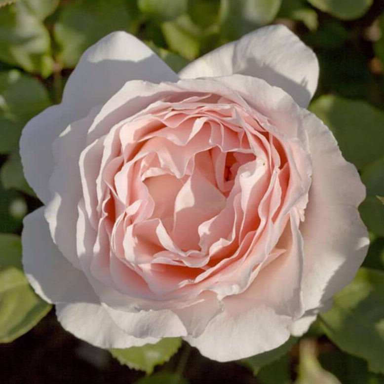 Andre le Notre ® Climbing Roses garden rose bushes potted or bare root plants