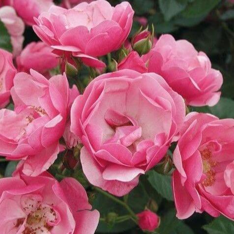ANGELA ® Floribunda Roses garden rose bushes potted or bare root plants