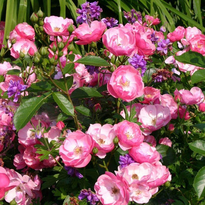 ANGELA ® Floribunda Roses garden rose bushes potted or bare root plants