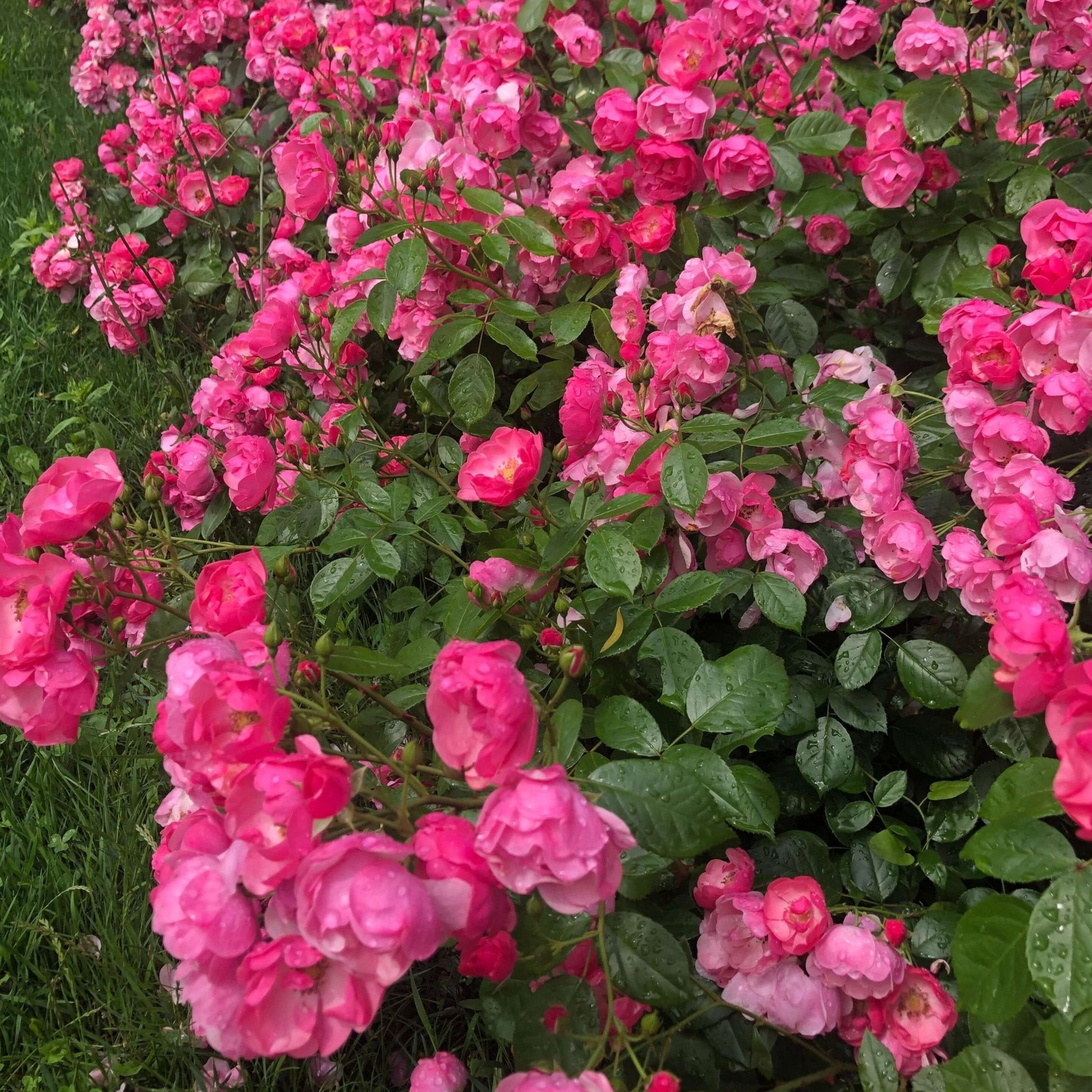 ANGELA ® Floribunda Roses garden rose bushes potted or bare root plants