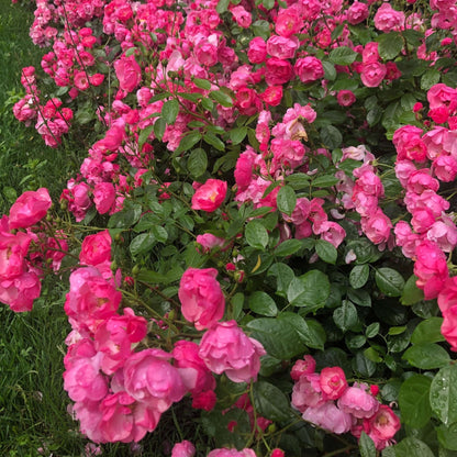 ANGELA ® Floribunda Roses garden rose bushes potted or bare root plants