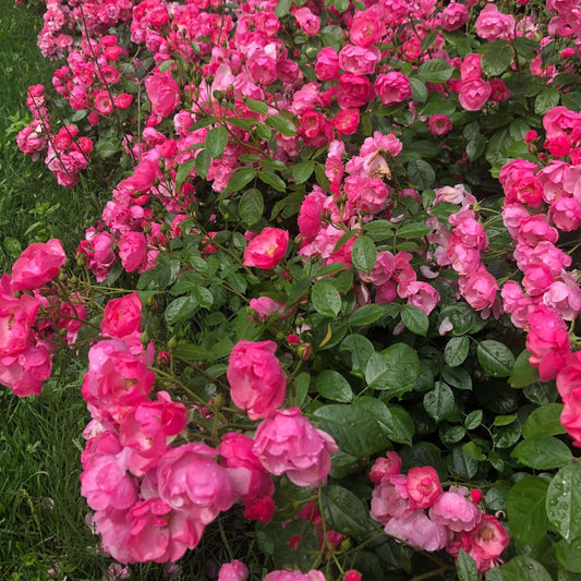 ANGELA ® Floribunda Roses garden rose bushes potted or bare root plants