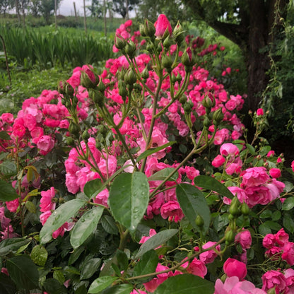 ANGELA ® Floribunda Roses garden rose bushes potted or bare root plants