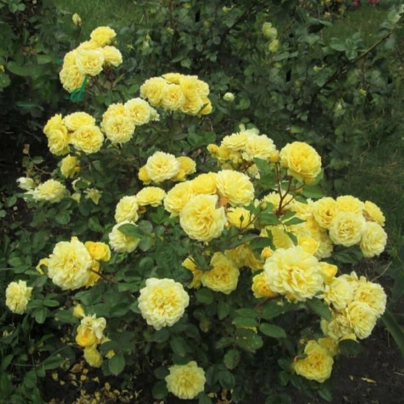 Anny Duperey ® Floribunda Roses garden rose bushes potted or bare root plants