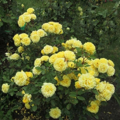 Anny Duperey ® Floribunda Roses garden rose bushes potted or bare root plants