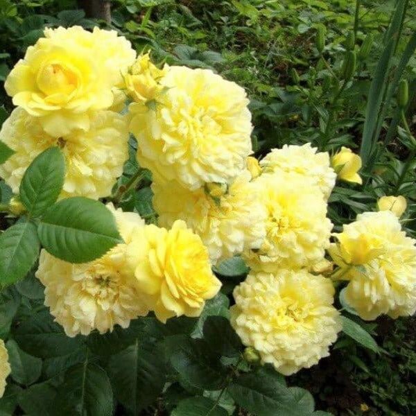 Anny Duperey ® Floribunda Roses garden rose bushes potted or bare root plants