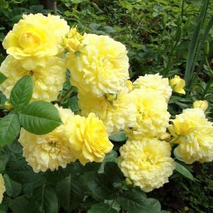 Anny Duperey ® Floribunda Roses garden rose bushes potted or bare root plants