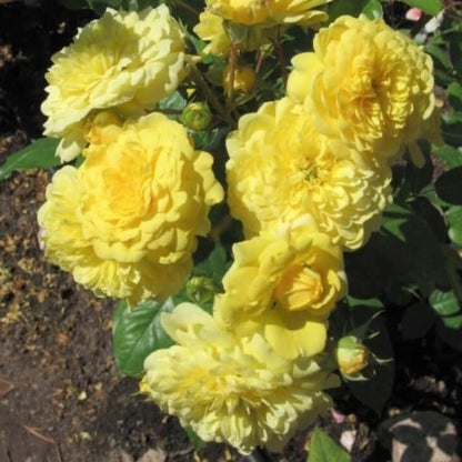 Anny Duperey ® Floribunda Roses garden rose bushes potted or bare root plants