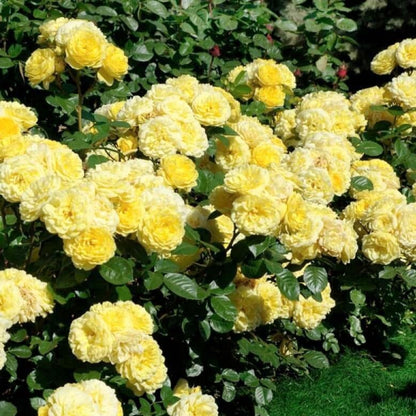 Anny Duperey ® Floribunda Roses garden rose bushes potted or bare root plants