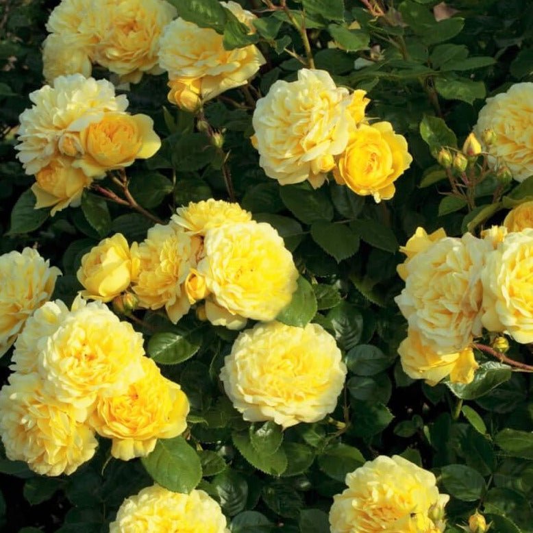 Anny Duperey ® Floribunda Roses garden rose bushes potted or bare root plants
