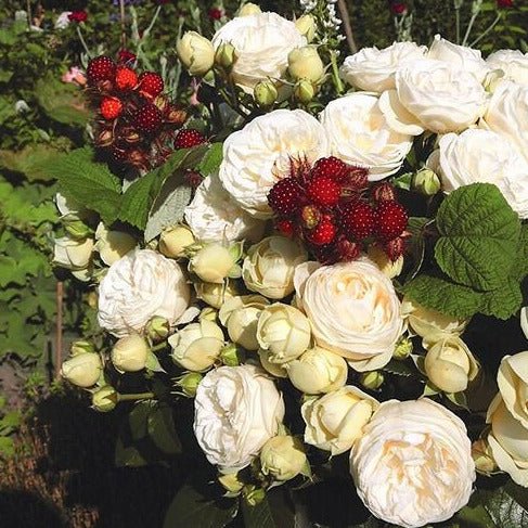 Artemis ® Floribunda Roses garden rose bushes potted or bare root plants