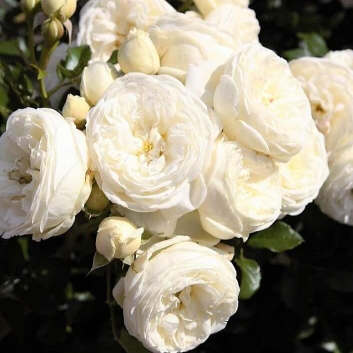 Artemis ® Floribunda Roses garden rose bushes potted or bare root plants