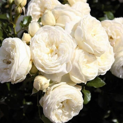 Artemis ® Floribunda Roses garden rose bushes potted or bare root plants