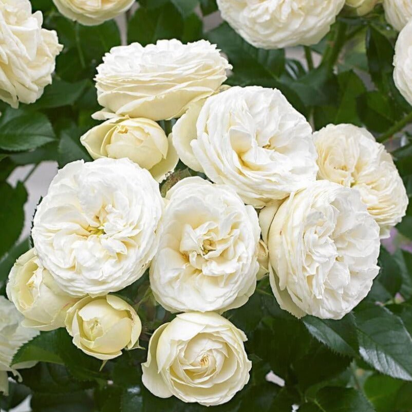 Artemis ® Floribunda Roses garden rose bushes potted or bare root plants