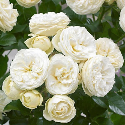 Artemis ® Floribunda Roses garden rose bushes potted or bare root plants