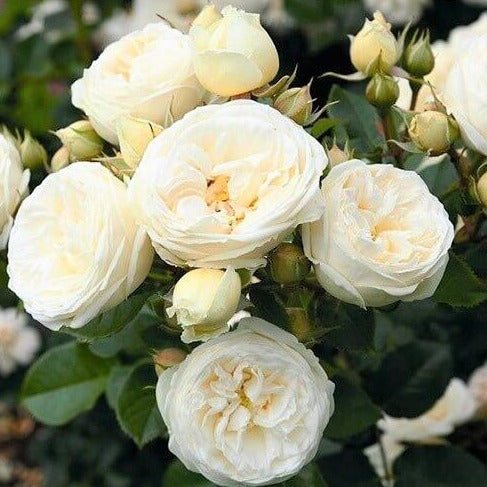 Artemis ® Floribunda Roses garden rose bushes potted or bare root plants