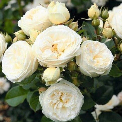 Artemis ® Floribunda Roses garden rose bushes potted or bare root plants