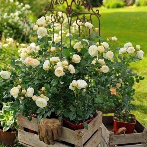 Artemis ® Floribunda Roses garden rose bushes potted or bare root plants
