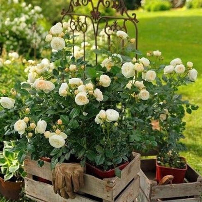 Artemis ® Floribunda Roses garden rose bushes potted or bare root plants