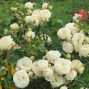 Artemis ® Floribunda Roses garden rose bushes potted or bare root plants