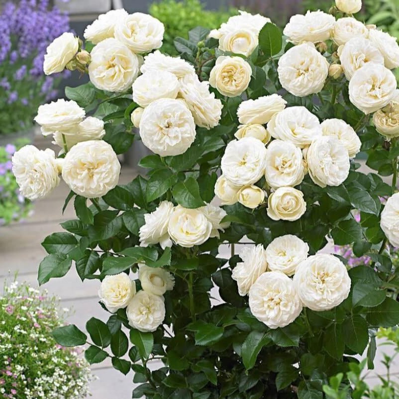 Artemis ® Floribunda Roses garden rose bushes potted or bare root plants