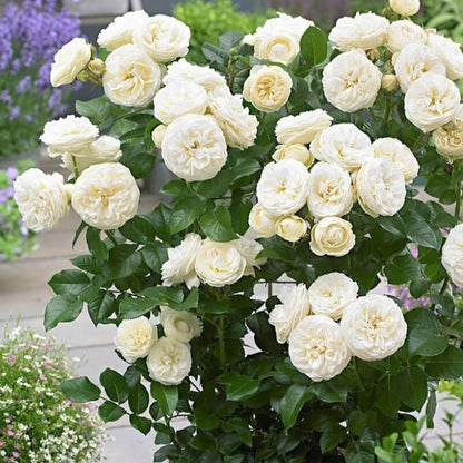 Artemis ® Floribunda Roses garden rose bushes potted or bare root plants