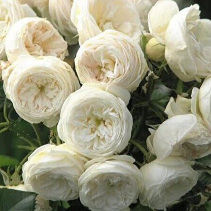 Artemis ® Floribunda Roses garden rose bushes potted or bare root plants