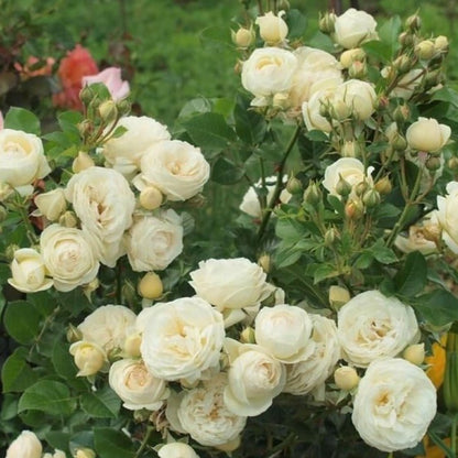 Artemis ® Floribunda Roses garden rose bushes potted or bare root plants