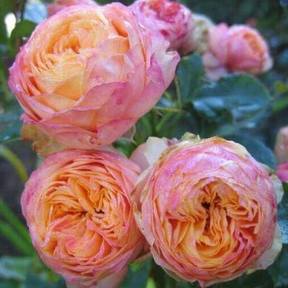 Baby Romantica ® Climbing Roses garden rose bushes potted or bare root plants