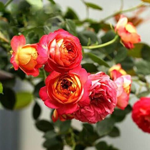 Baby Romantica ® Climbing Roses garden rose bushes potted or bare root plants