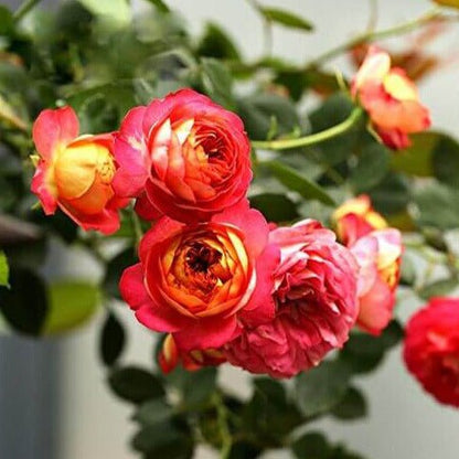 Baby Romantica ® Climbing Roses garden rose bushes potted or bare root plants