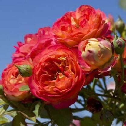 Baby Romantica ® Climbing Roses garden rose bushes potted or bare root plants