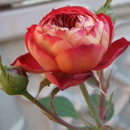 Baby Romantica ® Climbing Roses garden rose bushes potted or bare root plants