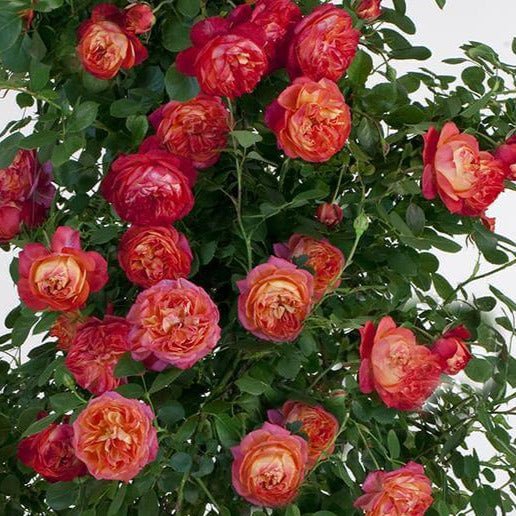 Baby Romantica ® Climbing Roses garden rose bushes potted or bare root plants
