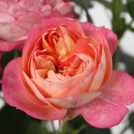 Baby Romantica ® Climbing Roses garden rose bushes potted or bare root plants