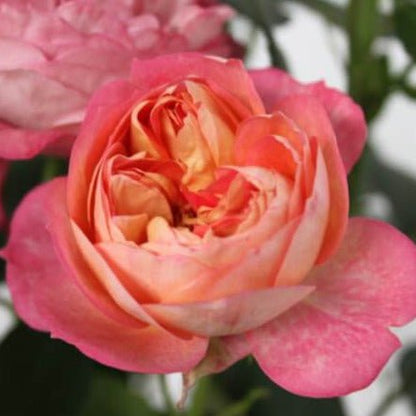 Baby Romantica ® Climbing Roses garden rose bushes potted or bare root plants