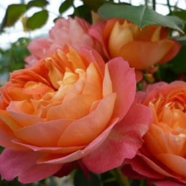 Baby Romantica ® Climbing Roses garden rose bushes potted or bare root plants