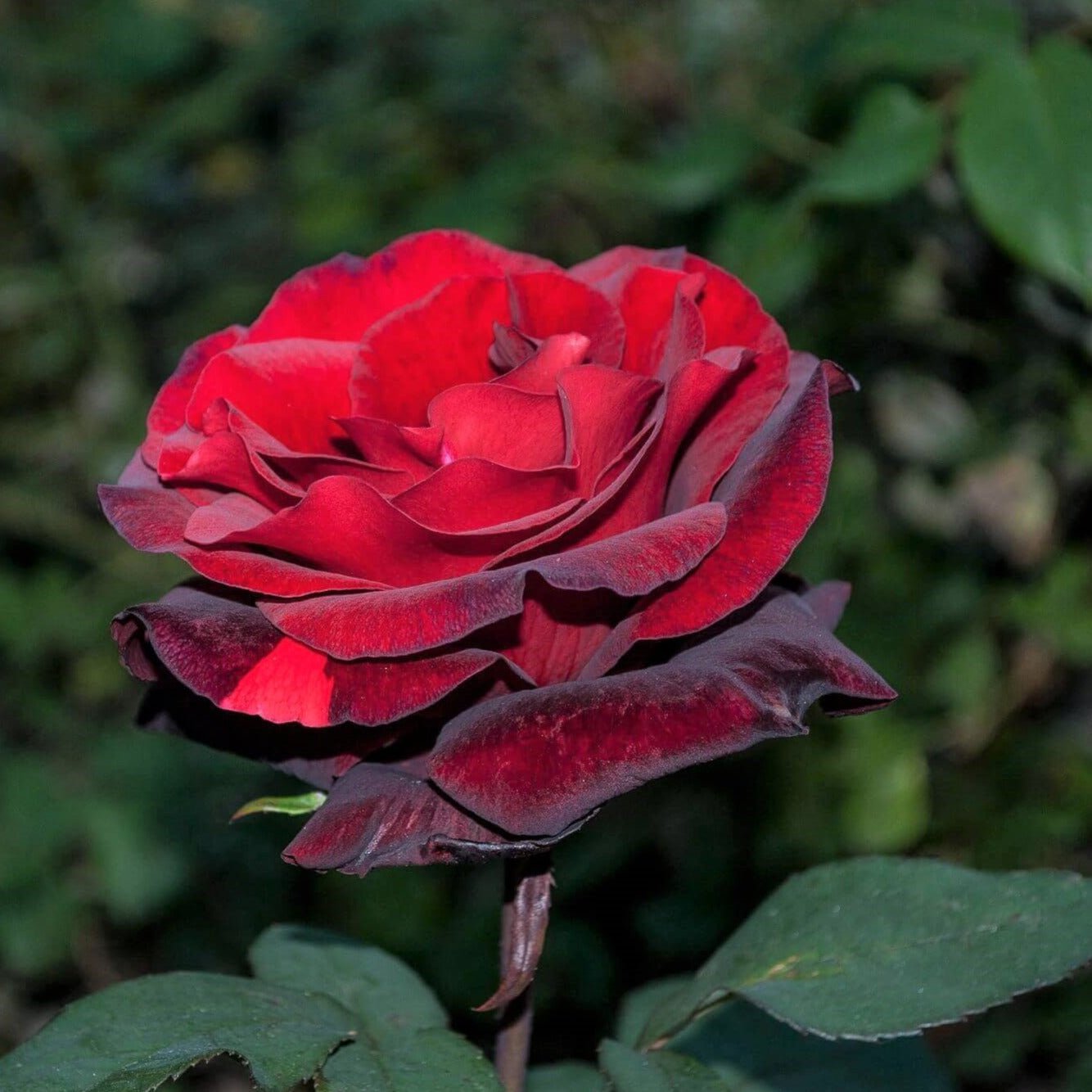Barkarole ®' Hybrid Tea Roses garden rose bushes potted or bare root plants