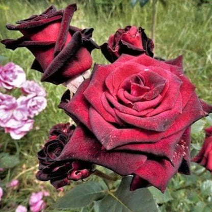Barkarole ®' Hybrid Tea Roses garden rose bushes potted or bare root plants