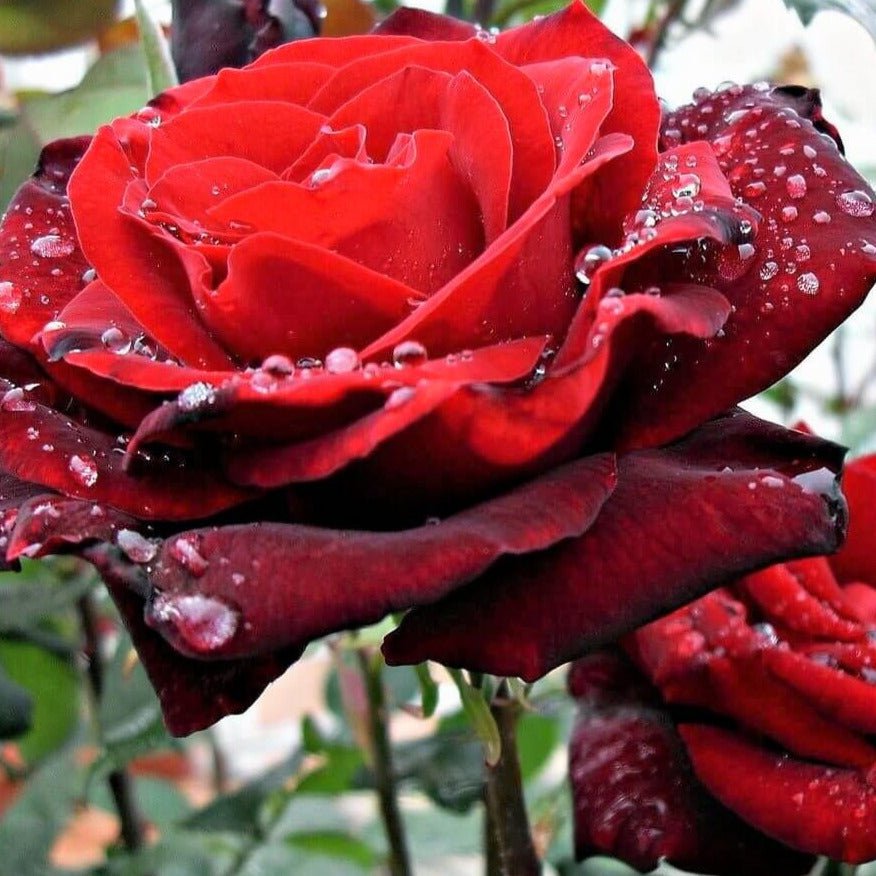 Barkarole ®' Hybrid Tea Roses garden rose bushes potted or bare root plants