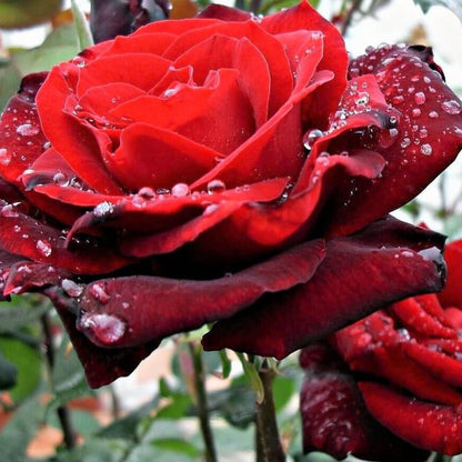 Barkarole ®' Hybrid Tea Roses garden rose bushes potted or bare root plants