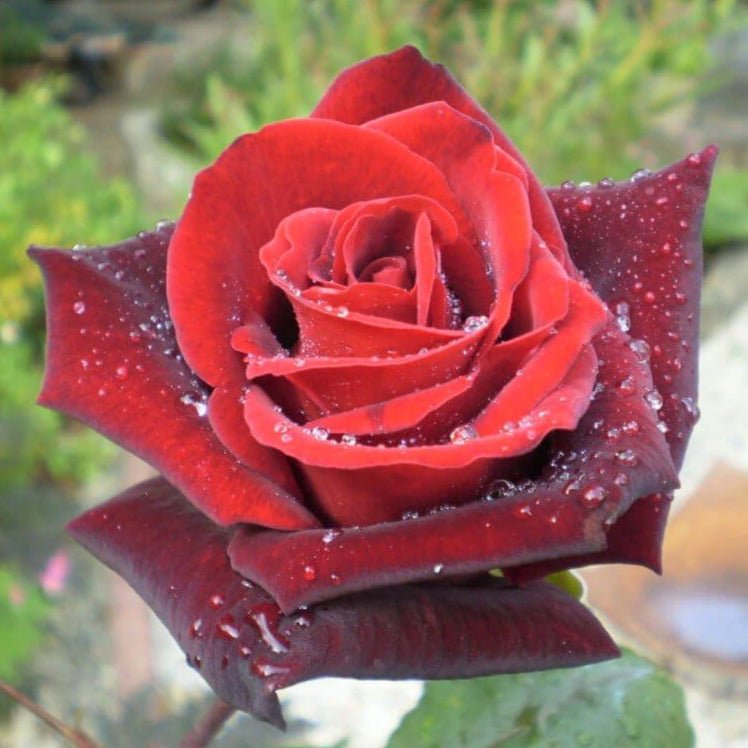 Barkarole ®' Hybrid Tea Roses garden rose bushes potted or bare root plants