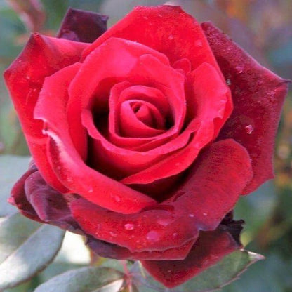 Barkarole ®' Hybrid Tea Roses garden rose bushes potted or bare root plants