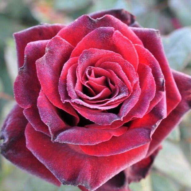 Barkarole ®' Hybrid Tea Roses garden rose bushes potted or bare root plants