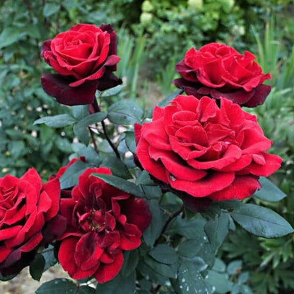 Barkarole ®' Hybrid Tea Roses garden rose bushes potted or bare root plants